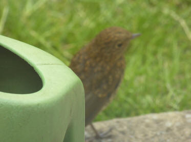 Young robin