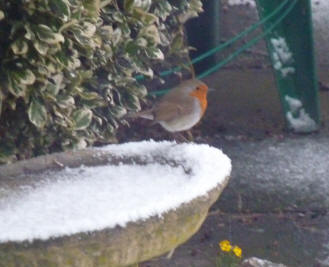 Robin