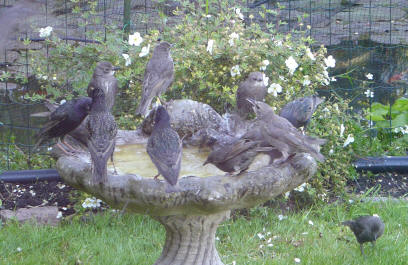 Starlings