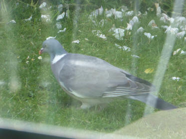 Wood pigeon