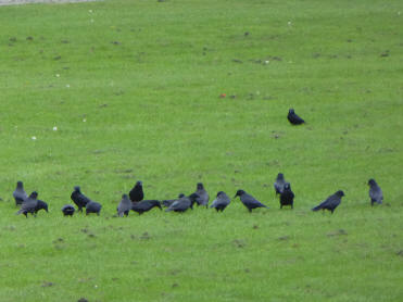 Crows