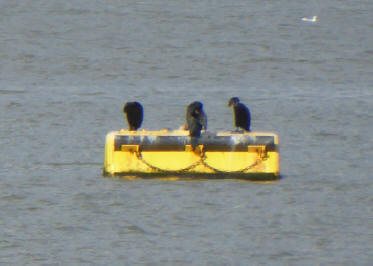 Cormorants