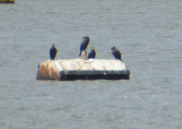 Cormorants