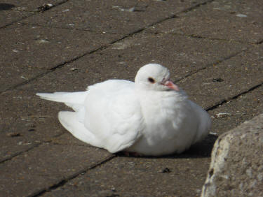 White pigeon