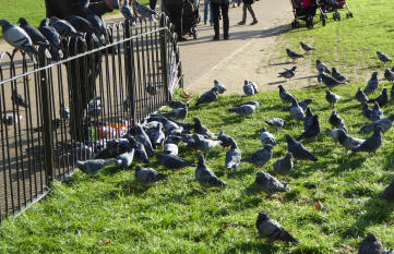 Green Park London