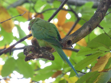 Ringnecked parakeet