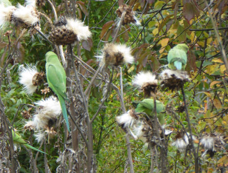 Parakeets