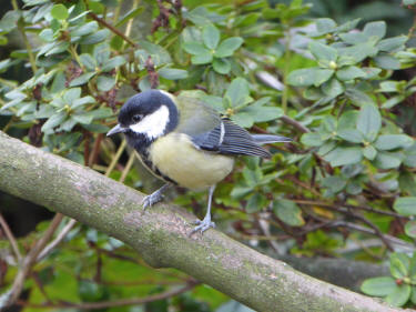 Great Tit