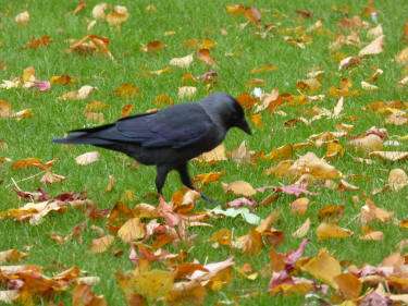 Hooded crow