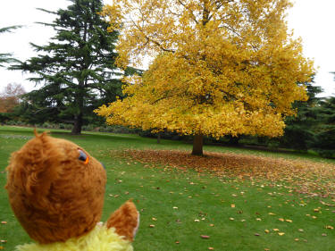 Yellow autumn tree