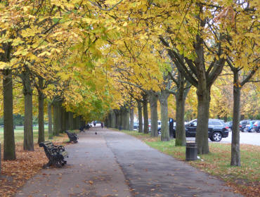 Autumn trees avenue