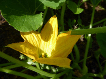 Marrow flower