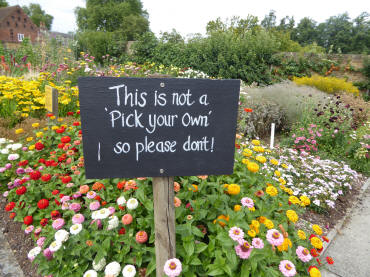 Hall Place cut flower garden