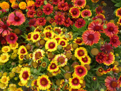 Gaillardia