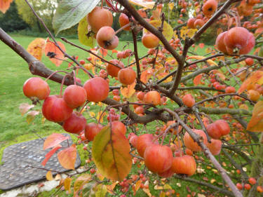 Crab apples