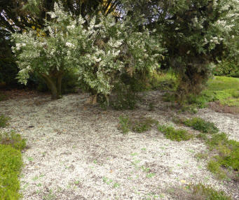 Shrub dropping white flowers