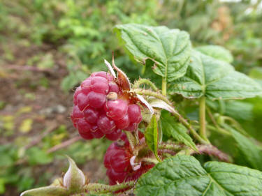 Raspberry plant