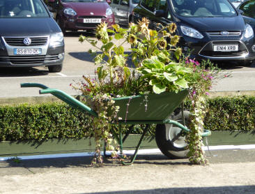 Wheelbarrow of flowers