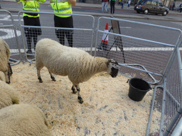 London Bridge sheep drive