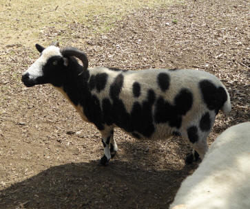 Mottled sheep