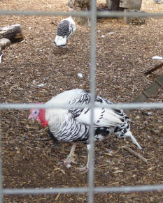 Turkey