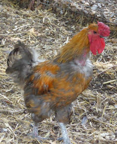 Rooster