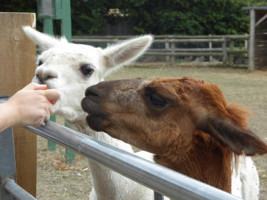 Alpacas