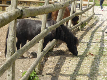 Shetland ponies
