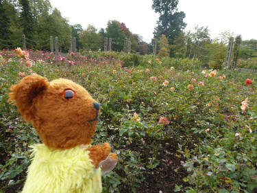 Regents Park rose garden