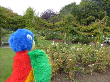 Regents Park rose garden pillars