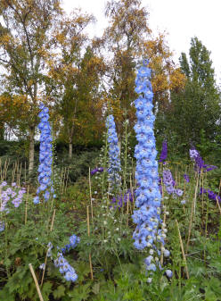 Delphiniums