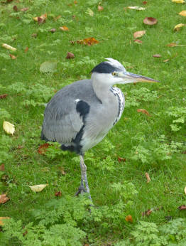 Heron