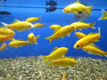 Canary Yellow Goldfish