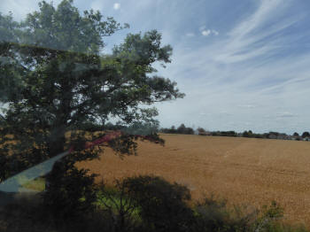 Wheatfield at Upminster