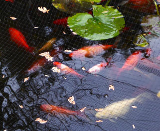 Goldfish with food