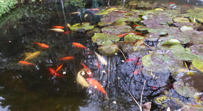 Goldfish in pond