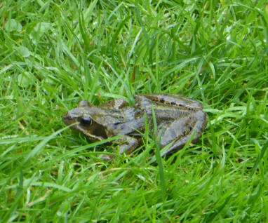 Frog on grass