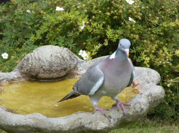 Wood pigeon