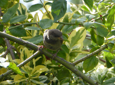 Sparrow in bushes