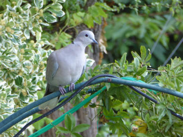 Collared dove