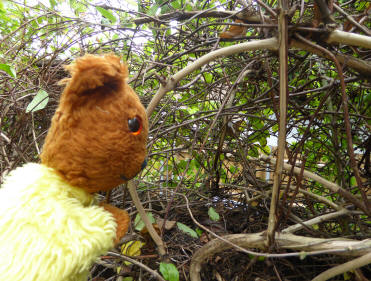 Bird nest in honeysuckle