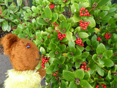 Skimmia berries