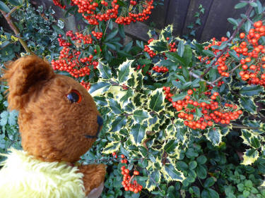 Pyracantha berries