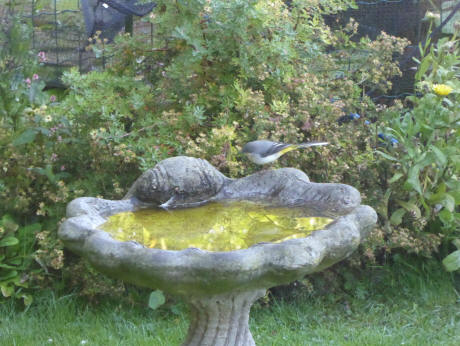 Grey wagtail on birdbath