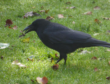 Crow