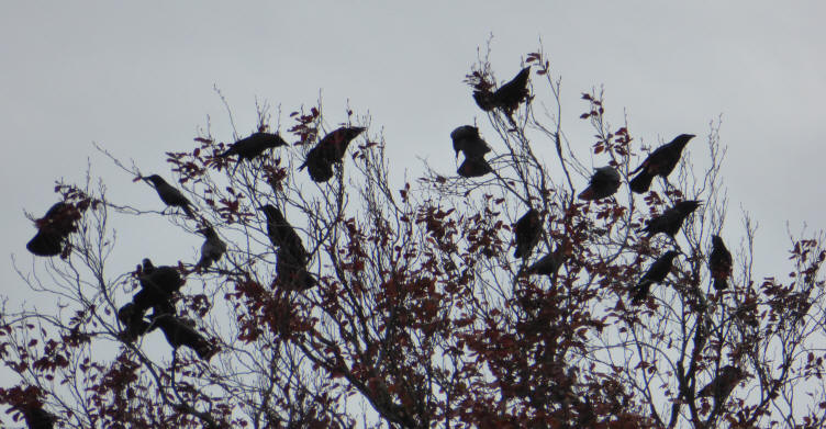Crows in tree tops