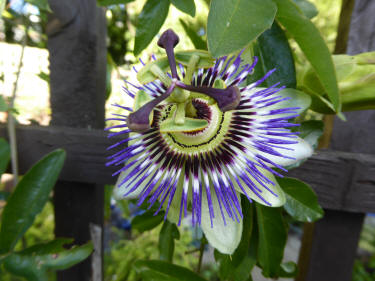 Passion flower