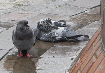 Pigeons bathing