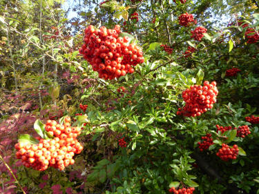 Pyracantha berries