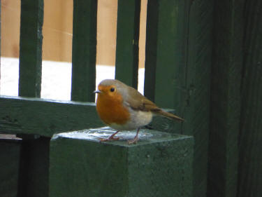 Robin